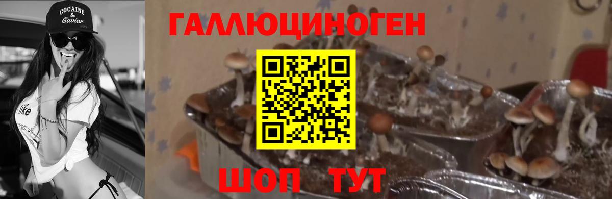 Псилоцибиновые грибы Psilocybine cubensis Петропавловск-Камчатский
